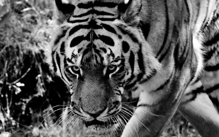 Чёрный тигр с белыми полосками