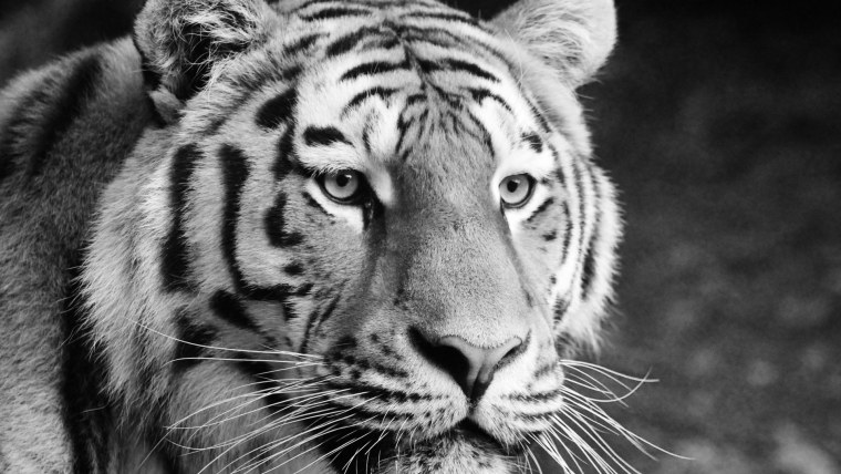 Тигр черно белое фото