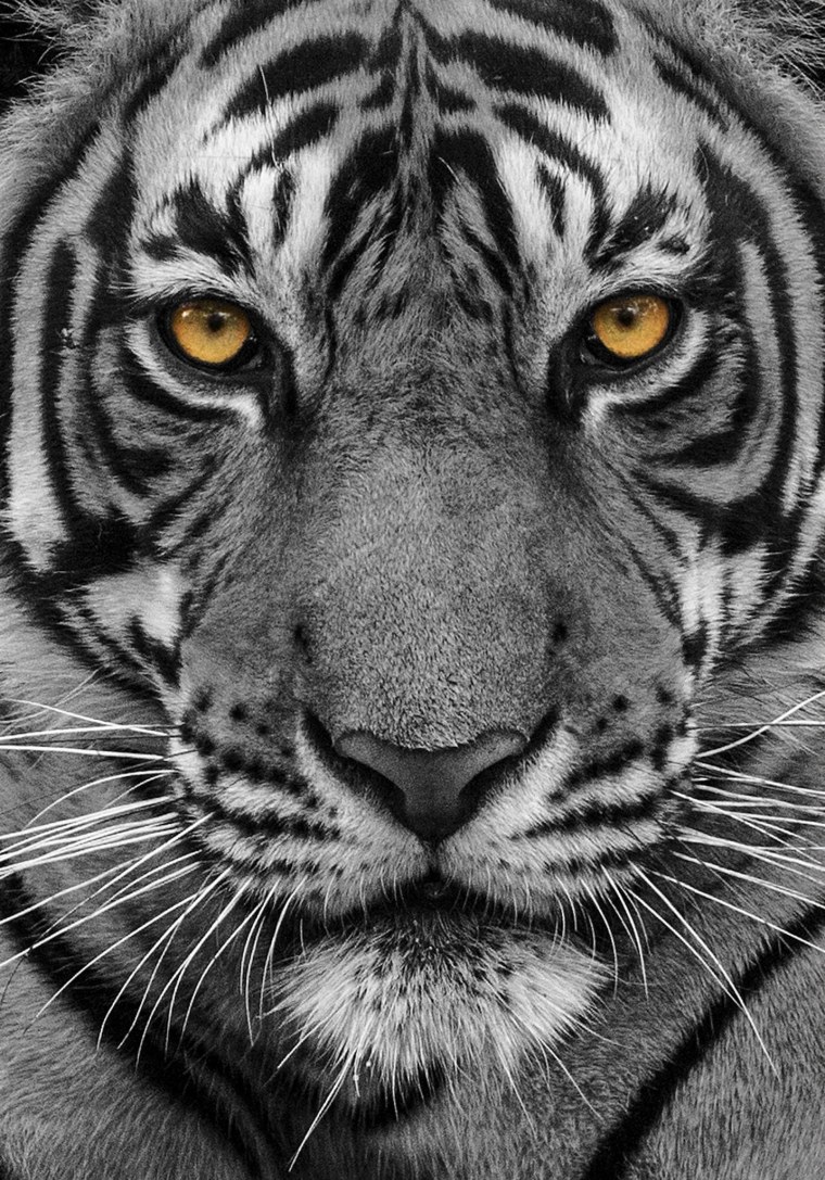 Тигр черно белый