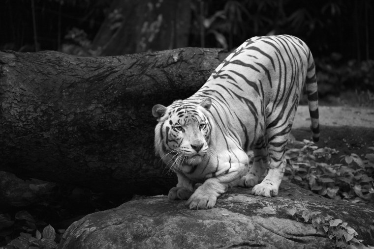 Черный тигр Кишан