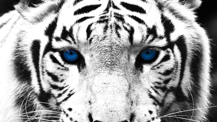 Тигр с голубыми глазами