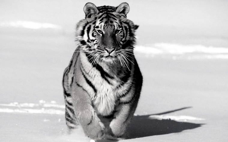 Амурский тигр черно белый