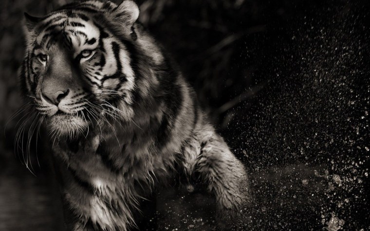 Блэк Тайгер