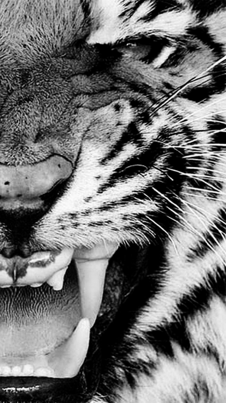 Тигр рычит черно белый