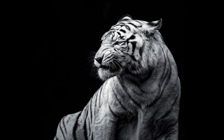 Белый тигр на черном фоне