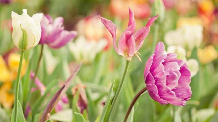 Весенние тюльпаны