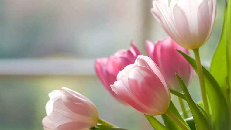 Нежные тюльпаны