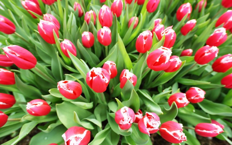 Весна цветы тюльпаны