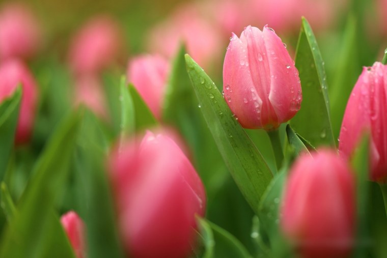 Весенние цветы тюльпаны