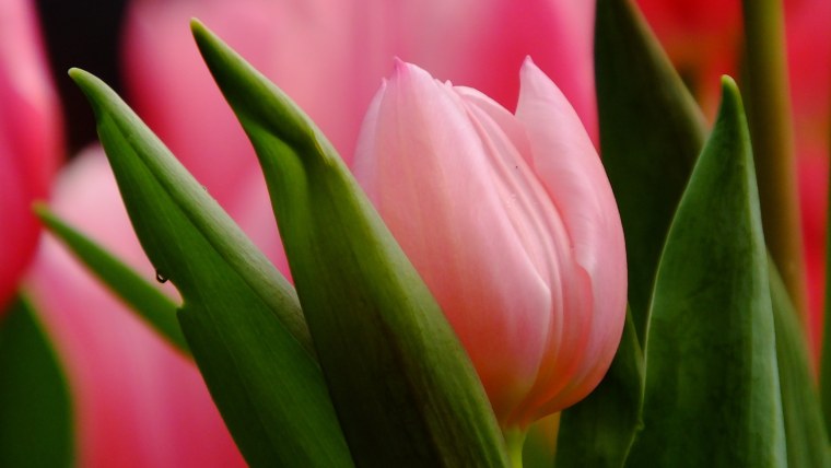 Обои на телефон тюльпаны