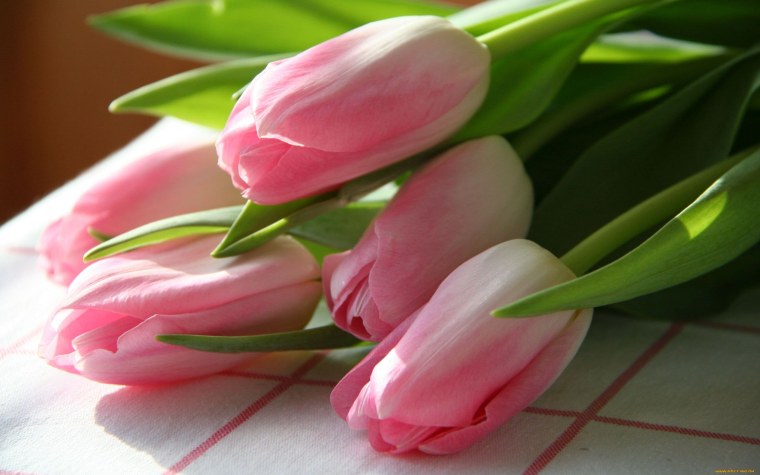 Тюльпаны обои