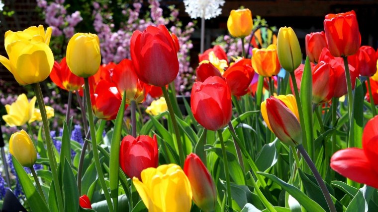 Яркие тюльпаны