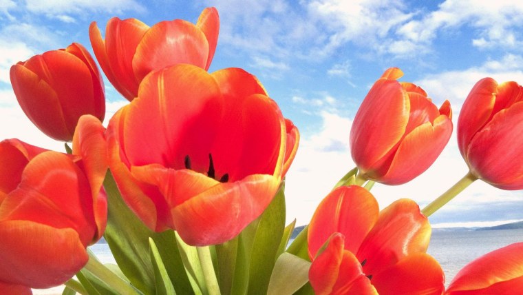Красные тюльпаны небо