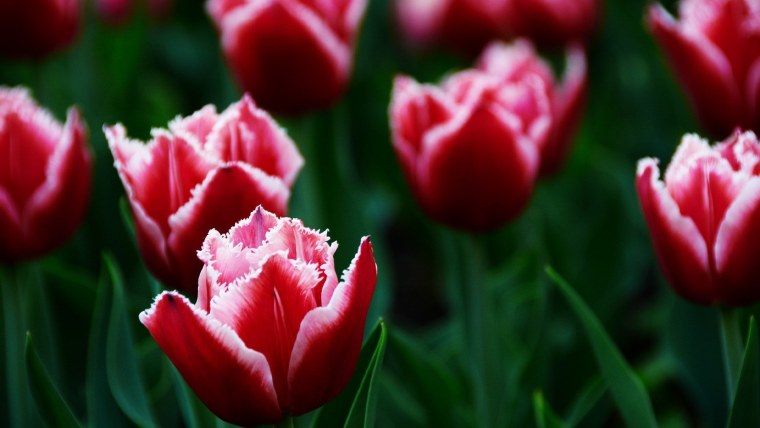 Тюльпан Кассандра