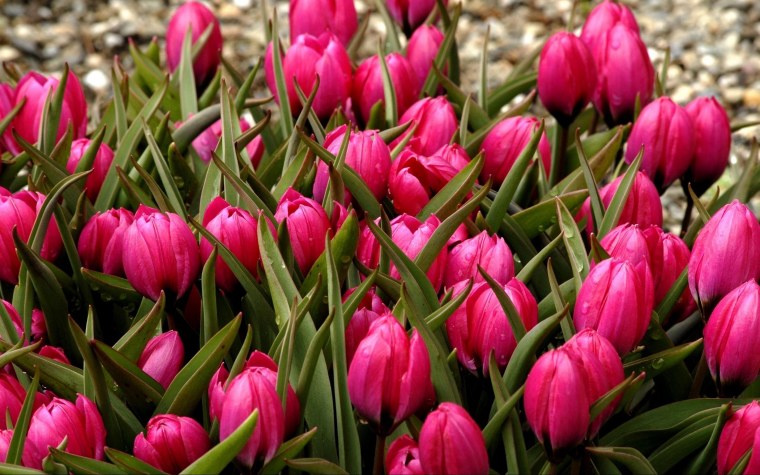 Весенние цветы тюльпаны