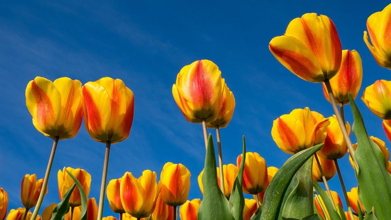 Полевые тюльпаны