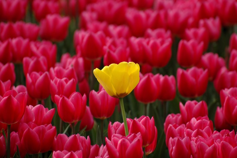 Красный тюльпан среди желтых