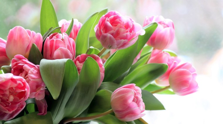 Нежные розовые тюльпаны
