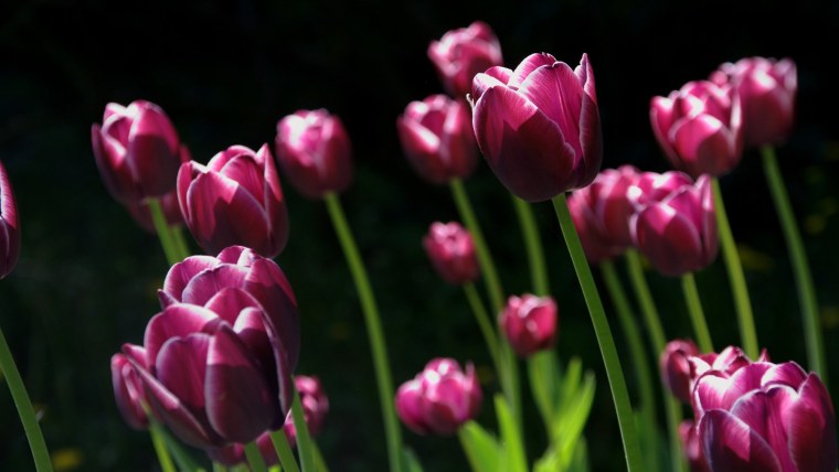 Тюльпан Дойч Прайд