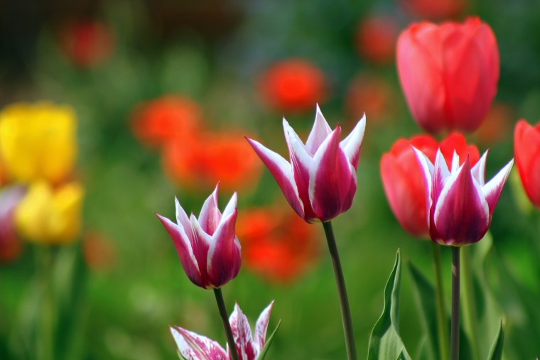 Тюльпан неон