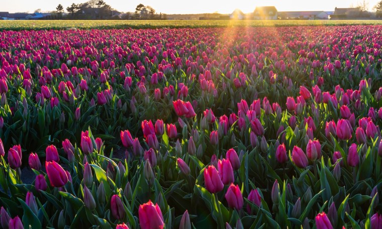 Тюльпан Тропикал Вейв