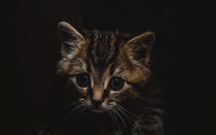 Котик на темном фоне