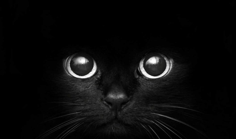 Черный кот на темном фоне