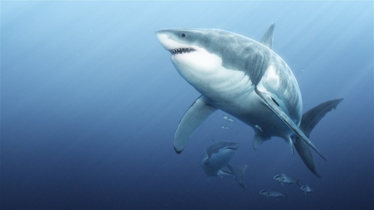 Акула обои