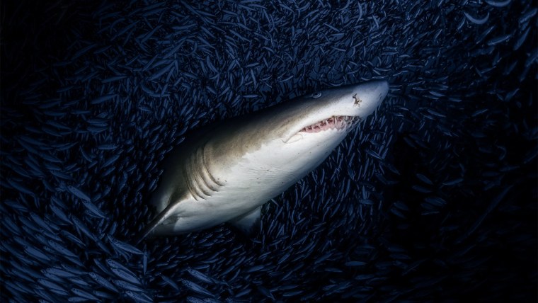 Заставка на рабочий стол акула