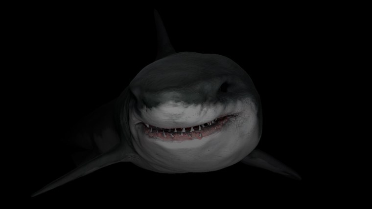 Акула на черном фоне