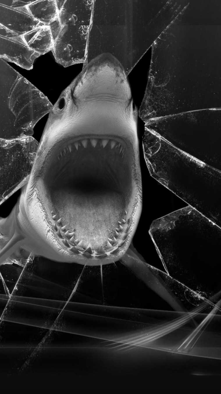 Акула на черном фоне
