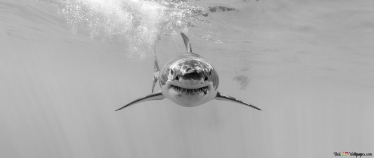 Обои на телефон темные акула среди рыб