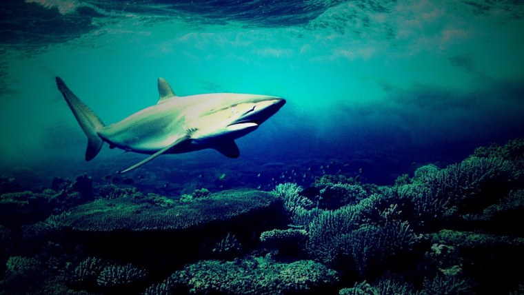 Пейзаж с акулой