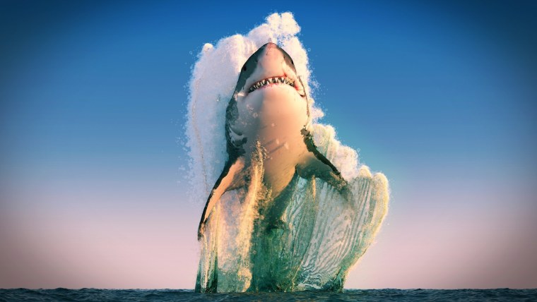 Белая акула выпрыгивает из воды