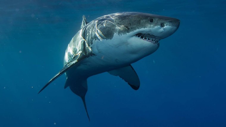 Белая акула людоед кархародон