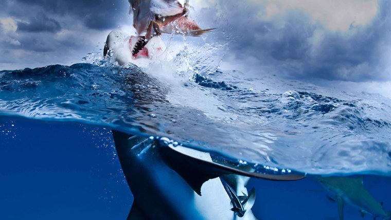 Акула обои 4k