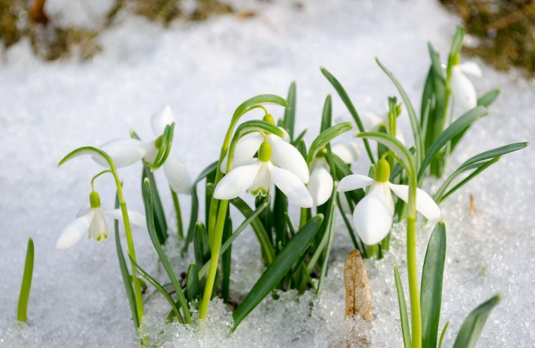 Ранняя Весна