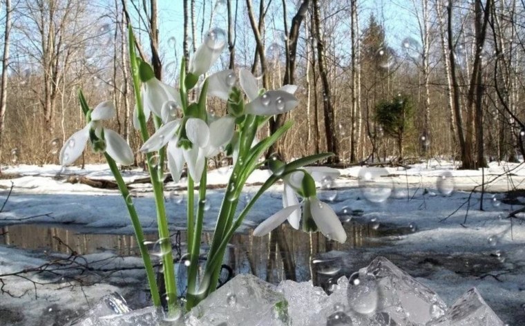 Коваль подснежники