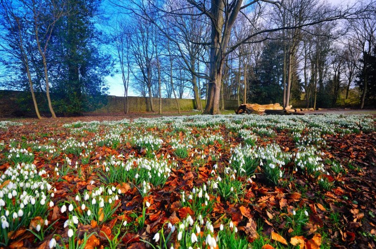 Ранняя Весна Грачи