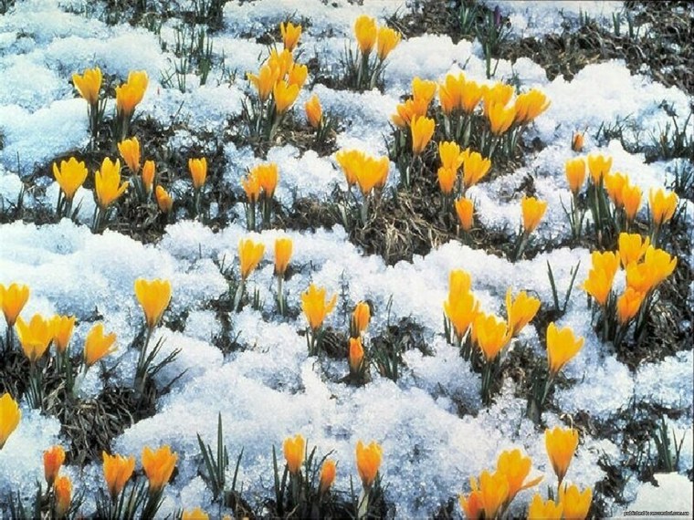 Ранняя Весна подснежники