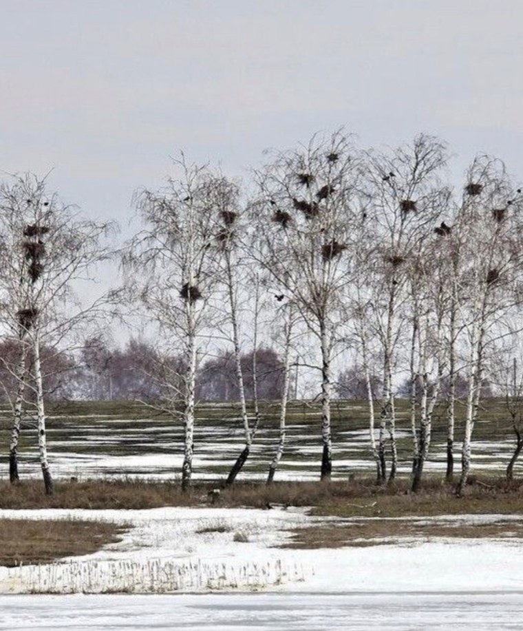 Вильгельм Пурвит