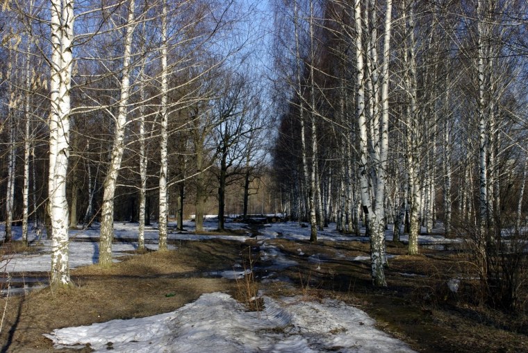 Ранняя Весна с проталинами подснежниками