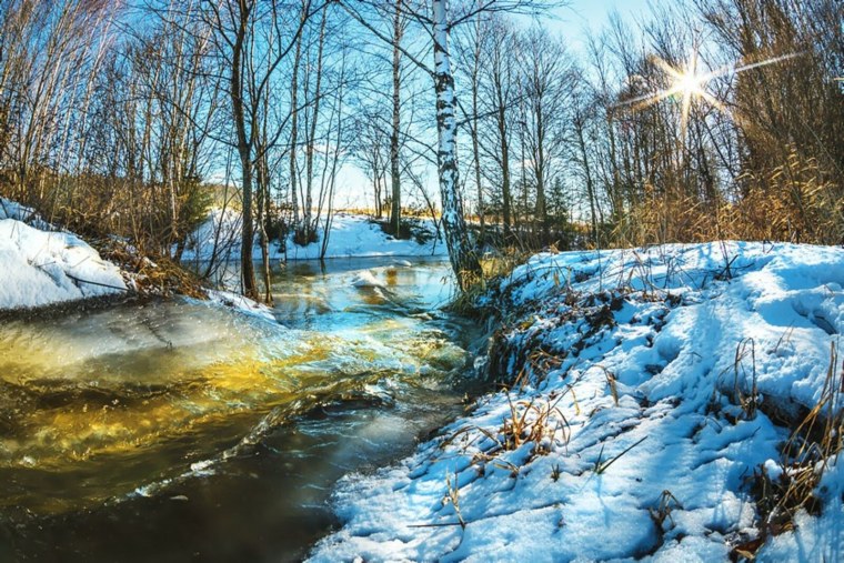Подснежник широколистный