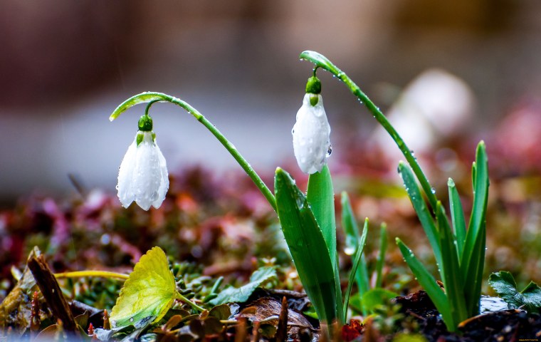 Первые ручьи и проталины в Новосибирске