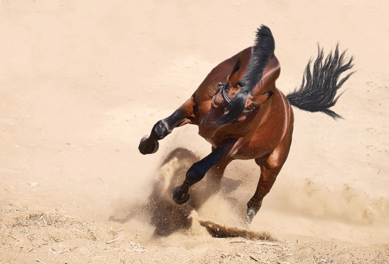 Эдвард Мэйбридж движение галопирующей лошади 1872