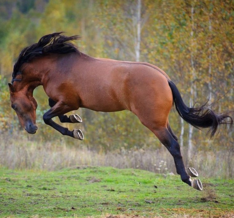 Анатомия лошади в движении