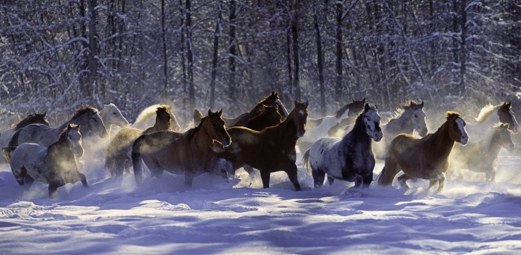 Табун красивых лошадей