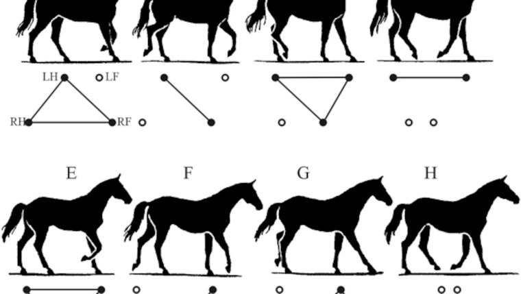 Лошадь бежит рысью