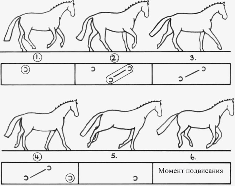 Андалузская лошадь Эстетика