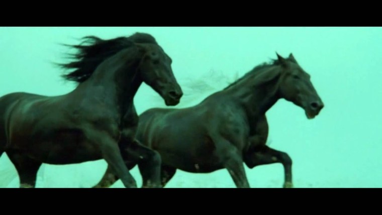 Гифы лошади